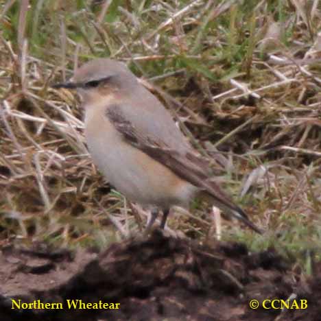 Birds of North America