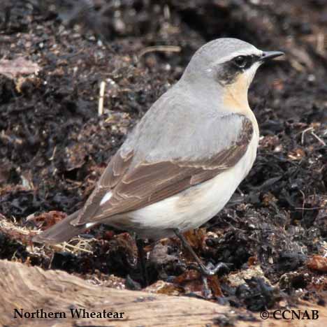 Birds of North America