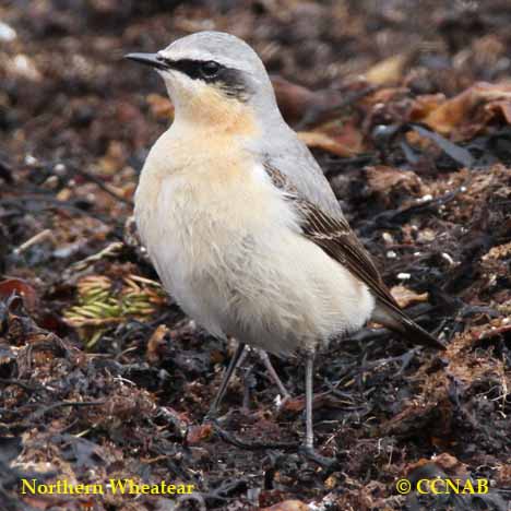 Birds of North America