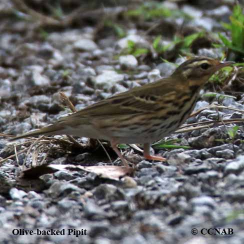 Birds of North America