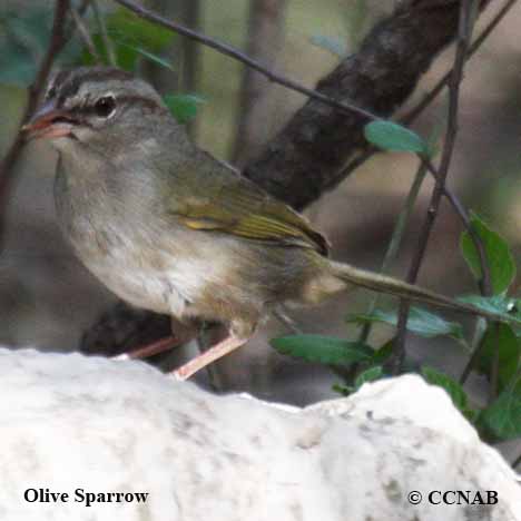 Olive Sparrow