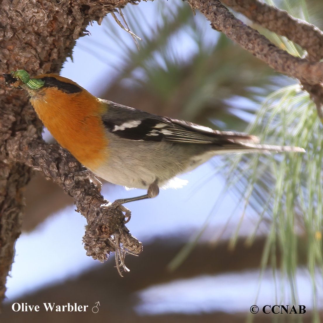 Birds of North America