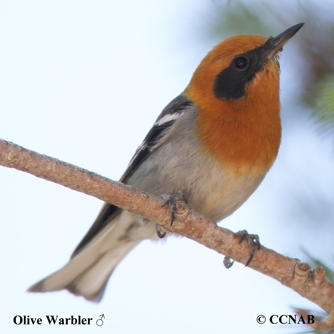 North American Warblers