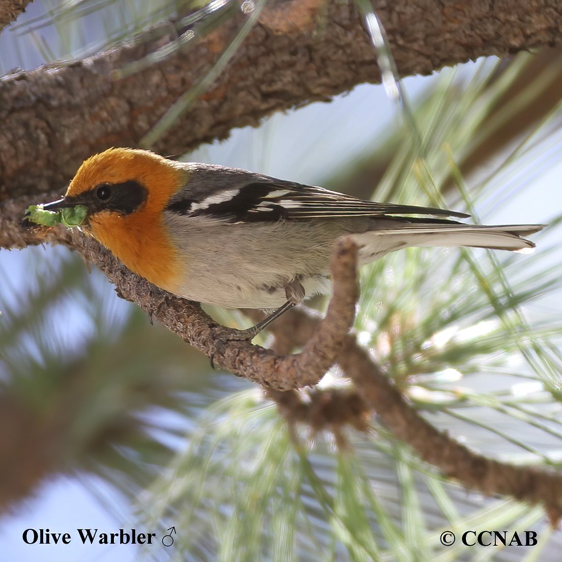 Birds of North America