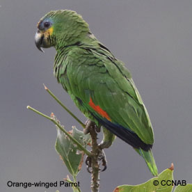 Orange-winged Parrot