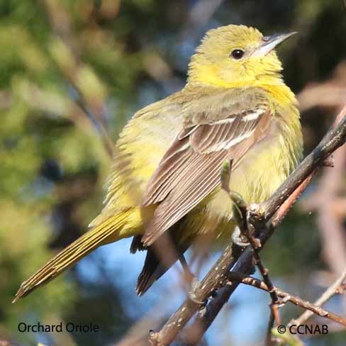 Birds of North America