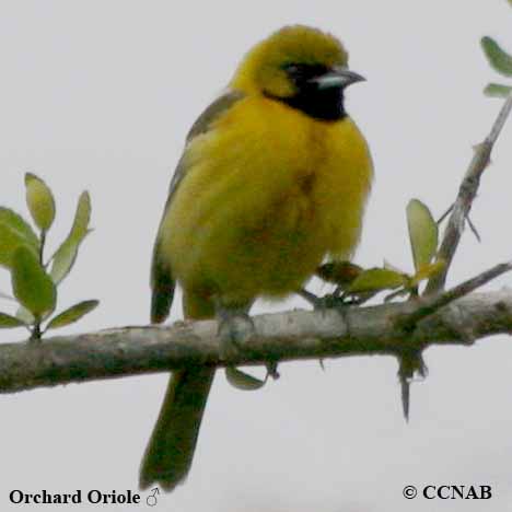 Birds of North America