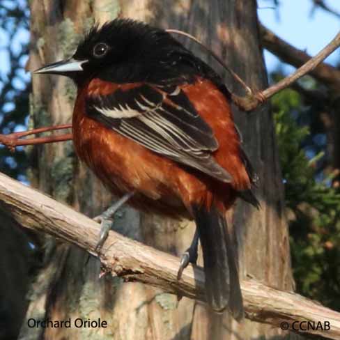 North American Birds songs and calls