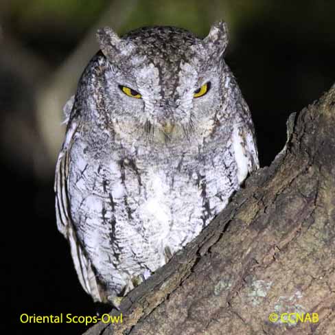 Oriental Scops-Owl