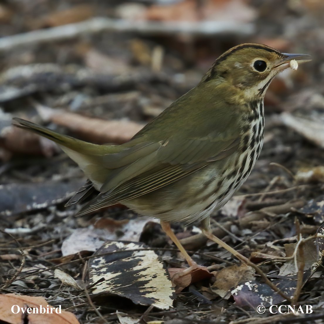 Birds of North America