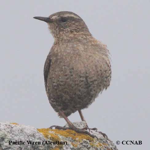 Birds of North America