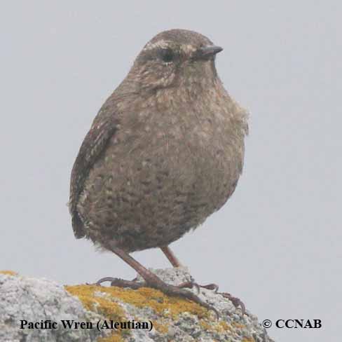 Birds of North America