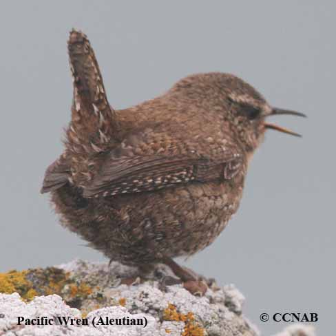 Birds of North America