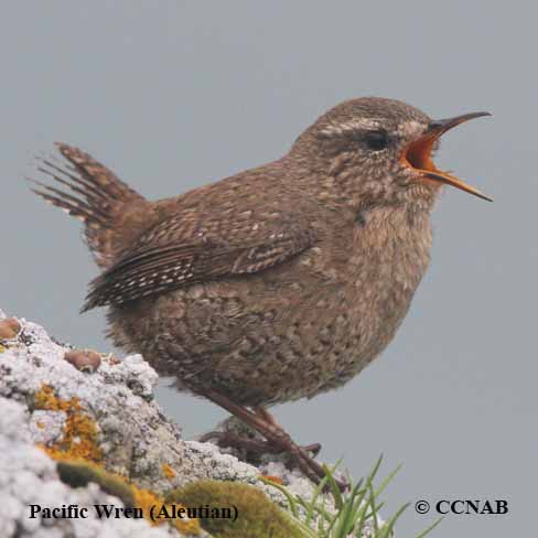 North American Wrens