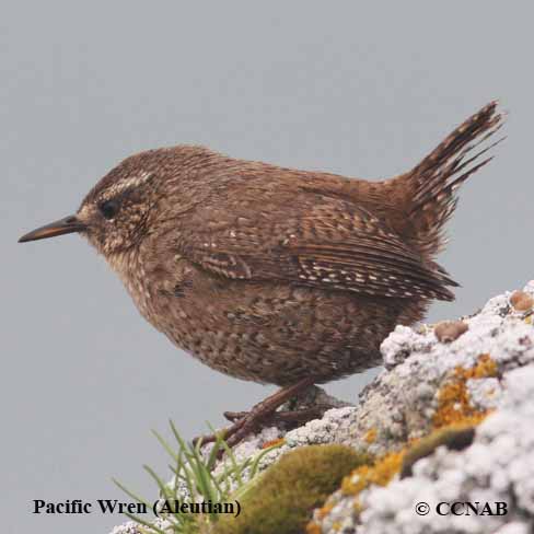 Birds of North America