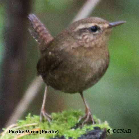 Birds of North America