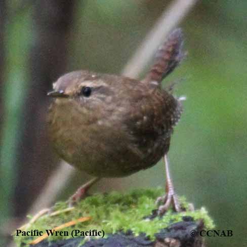 Birds of North America