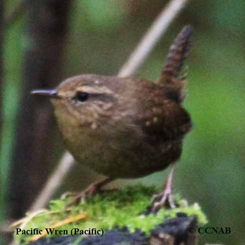 Birds of North America