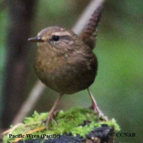 Birds of North America