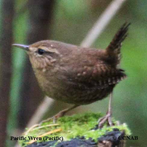 Birds of North America