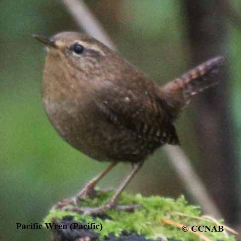 Birds of North America