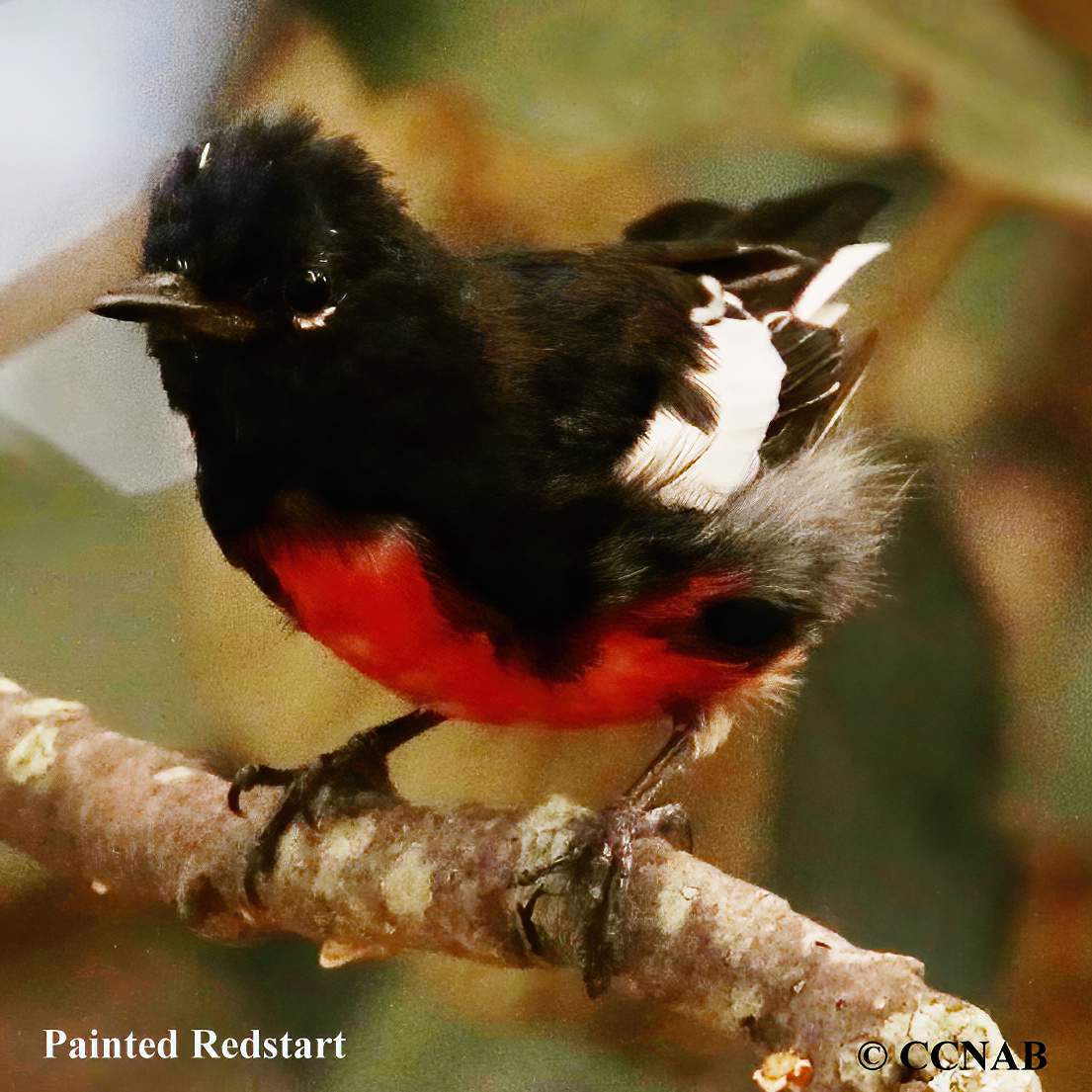 Birds of North America