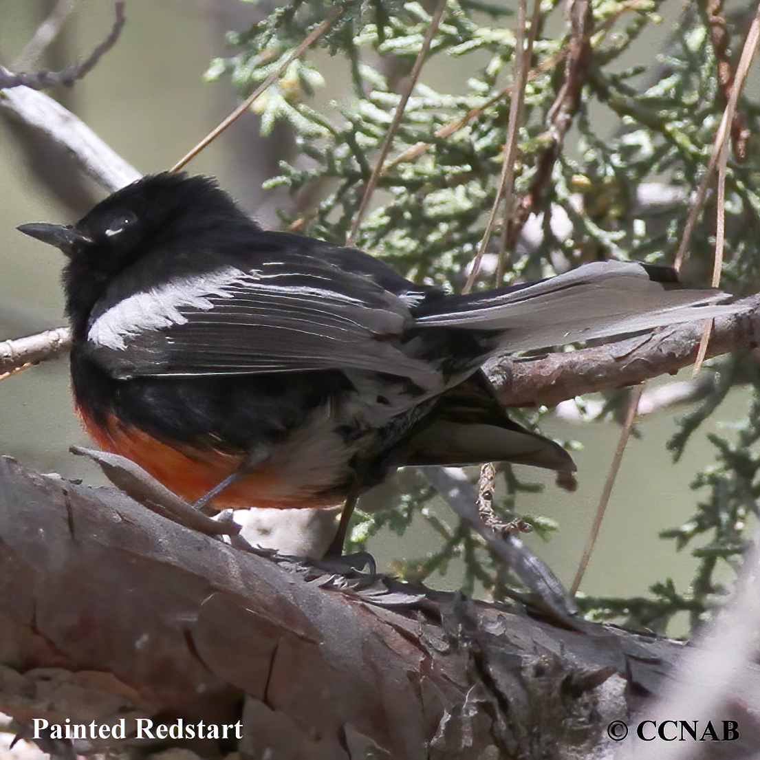 Birds of North America