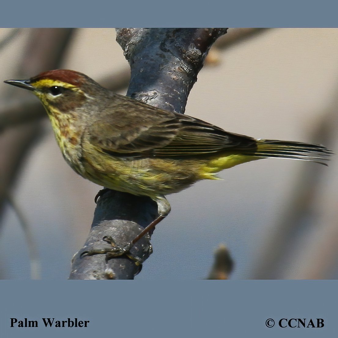 Palm Warbler