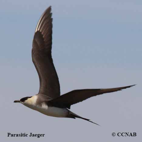 Parasitic Jaeger