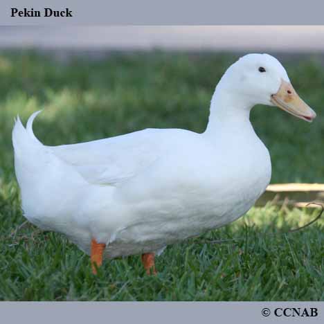 Pekin Duck