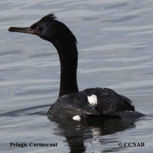 Birds of North America