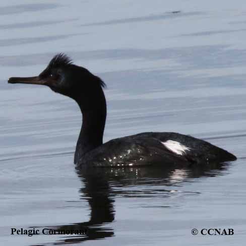 Birds of North America