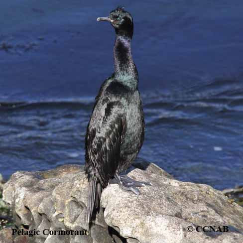 Birds of North America