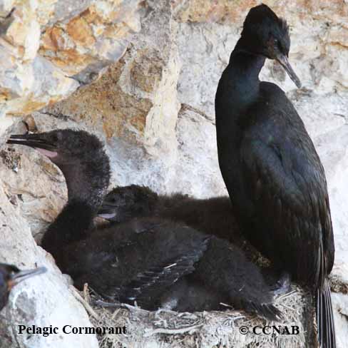 Birds of North America