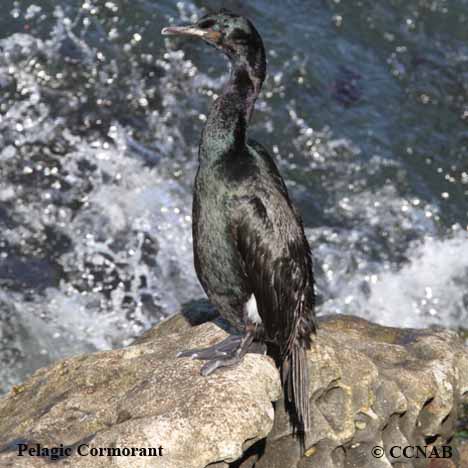 Birds of North America