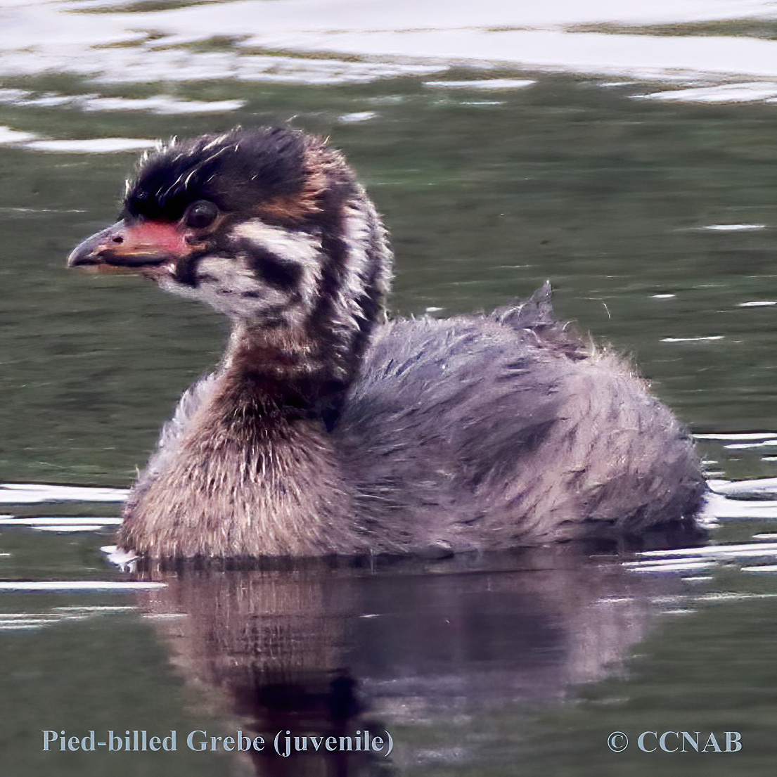 Birds of North America