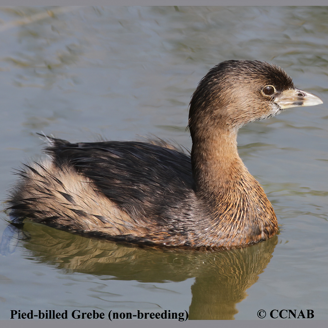 Birds of North America