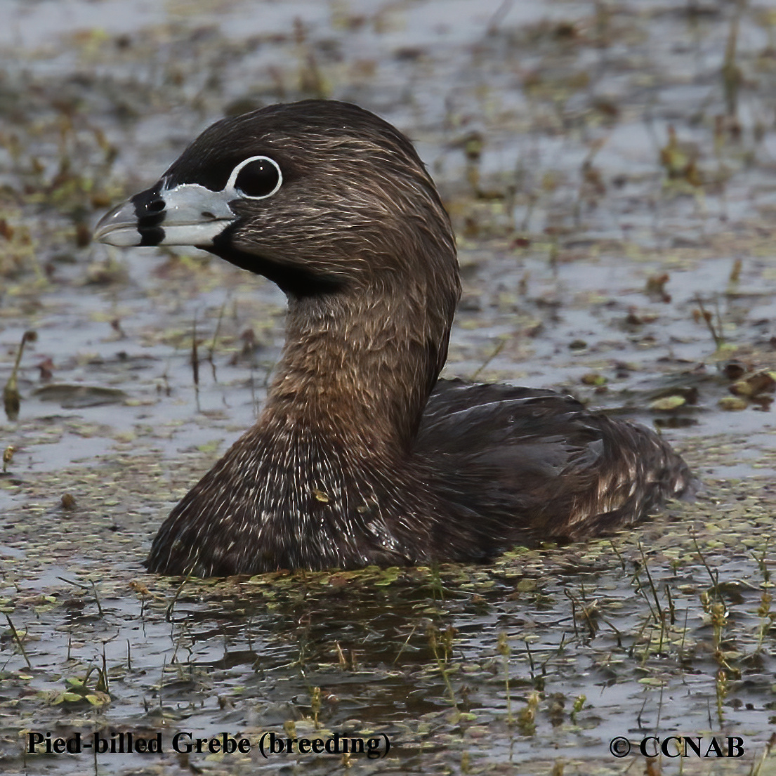 Birds of North America