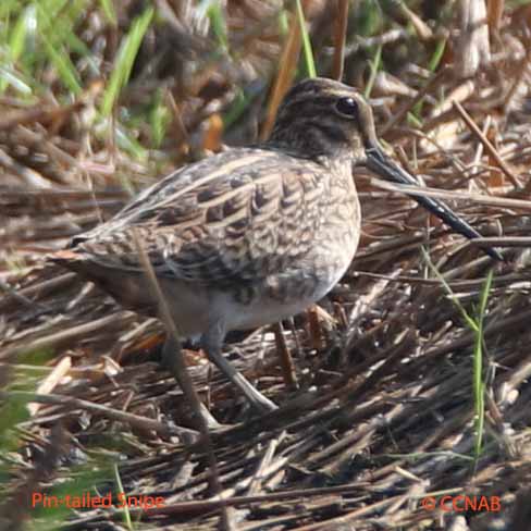 Birds of North America