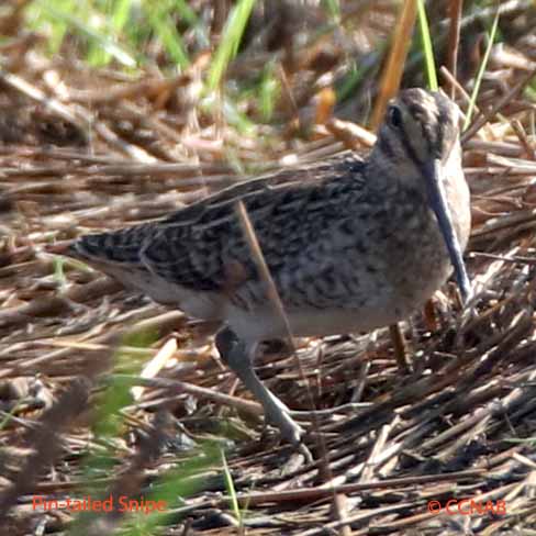 Birds of North America