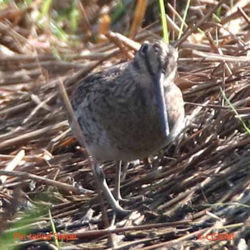 Birds of North America