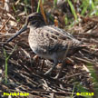 Pin-tailed Snipe