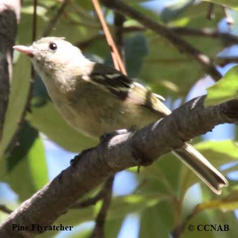 Pine Flycatcher