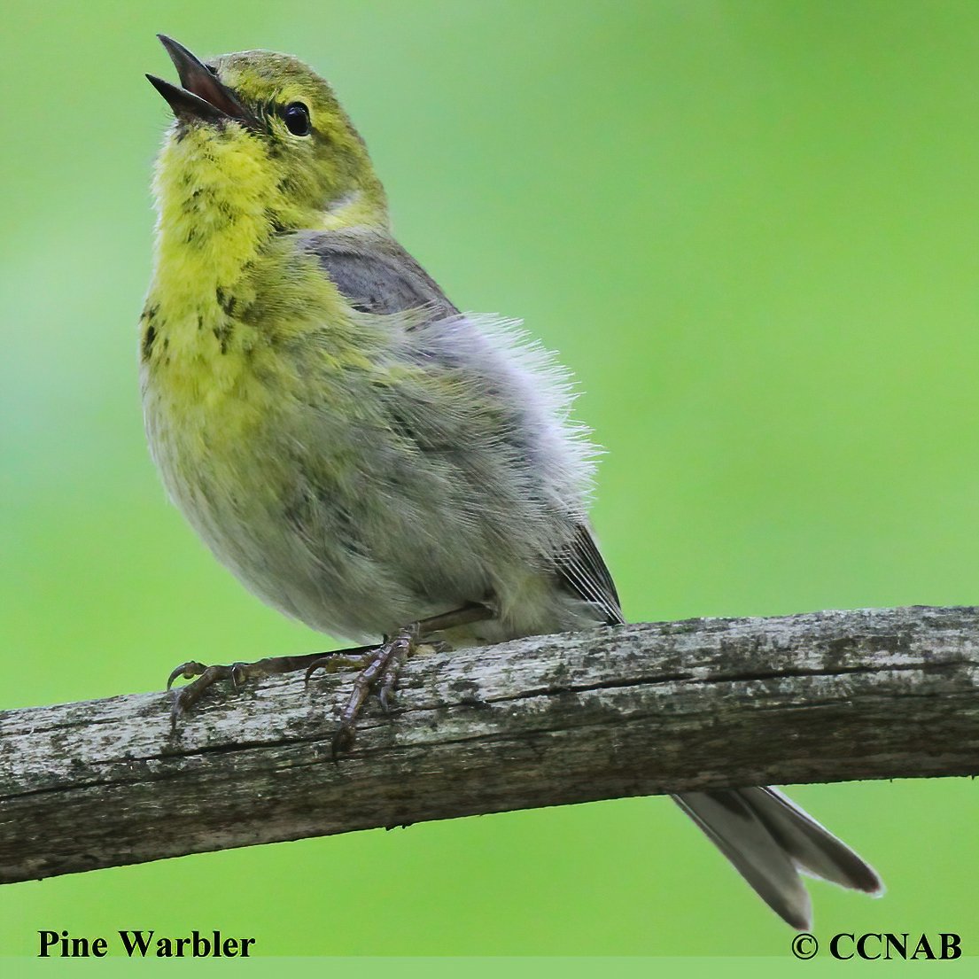 Birds of North America