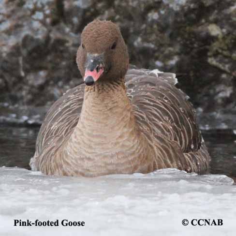 Birds of North America