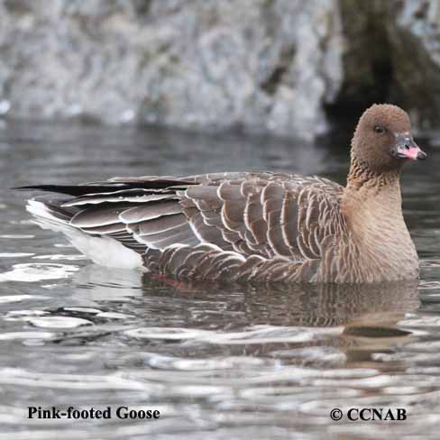 Birds of North America