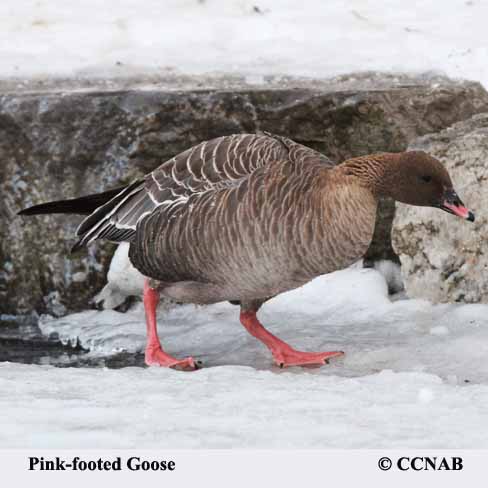 Birds of North America