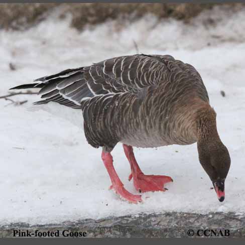 Birds of North America