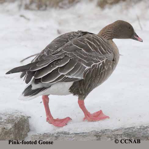 Birds of North America