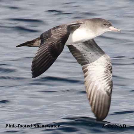 Birds of North America